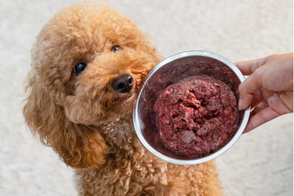Cockapoo dog sniffing food in bowl